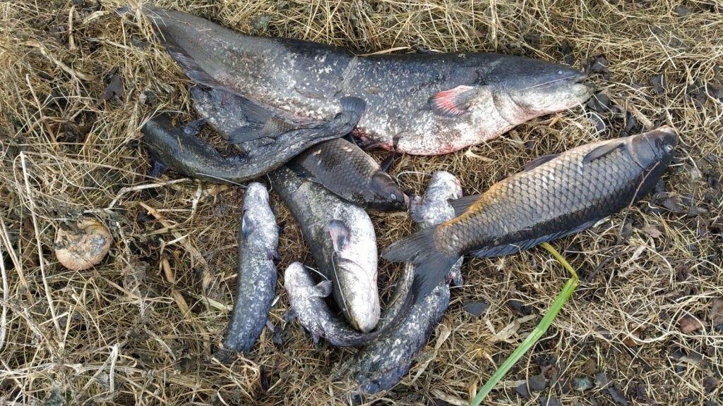 V Labi na Litoměřicku plavaly stovky uhynulých ryb. Včetně trofejních kusů